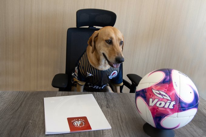 Tunita, la perrita del Atlético San Luis