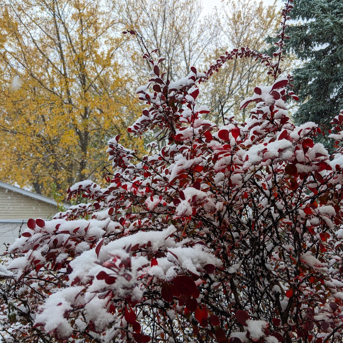 CURRENT SITUATION!!!!!! #snowliage #earlysnow #octobersnow #onlyinminn