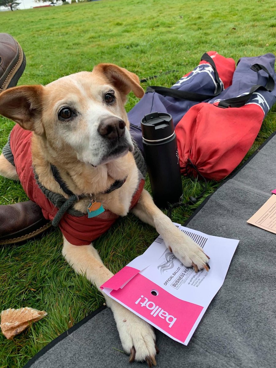 JenniferSefzik's tweet photo. Ballots Party at the Border!  We were able to meet our daughter, who goes to college in BC, on Sunday at Peace Arch Park.  We all filled out our ballots together, Zoey pondered and wished she had one too!

#waleg #waelex https://t.co/L9ZVNk48bz