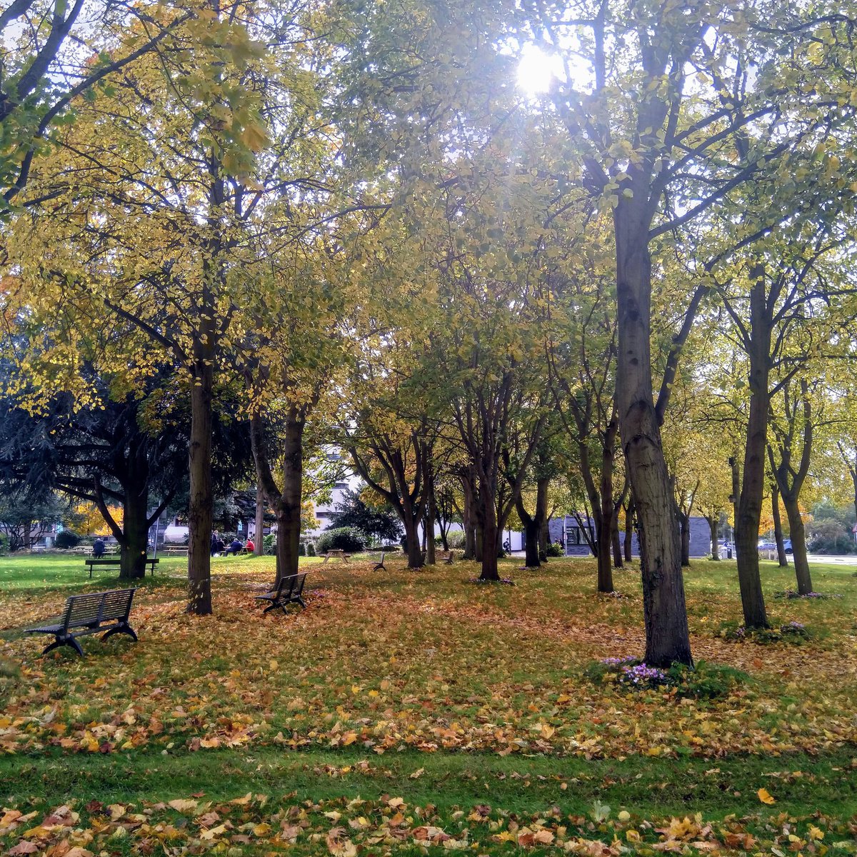 Autumnal colours on the way to work! @Bruneluni