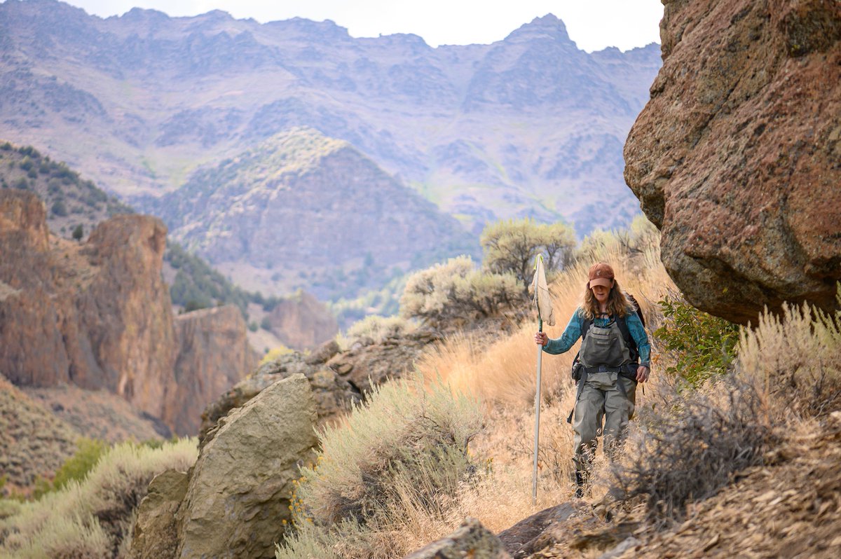 TroutUnlimited's tweet image. TU's Jason Barnes spends more time with #LahontanCutthroatTrout than he does with people. And here's how he's working to protect his unique #GreatBasin species. bit.ly/35fRMeX