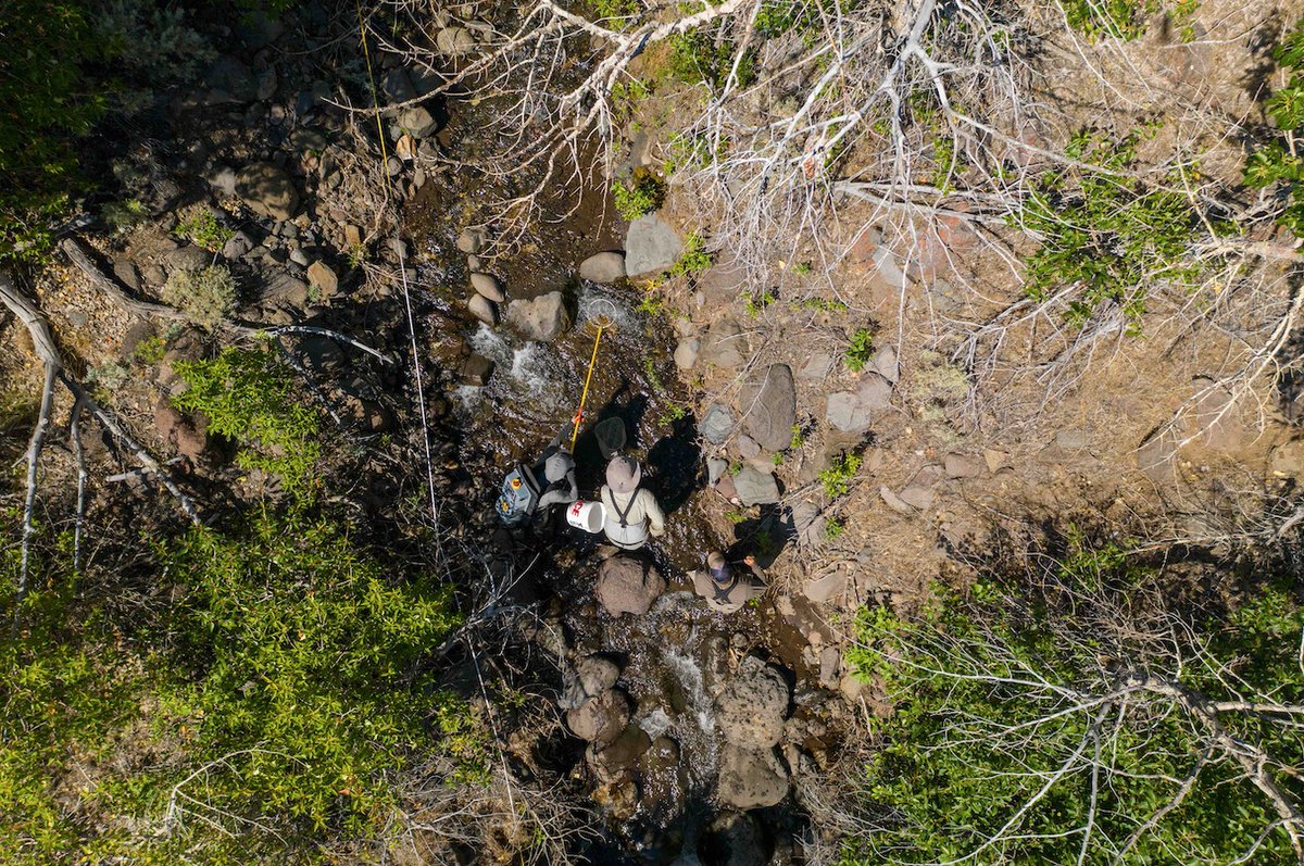 TroutUnlimited's tweet image. TU's Jason Barnes spends more time with #LahontanCutthroatTrout than he does with people. And here's how he's working to protect his unique #GreatBasin species. bit.ly/35fRMeX
