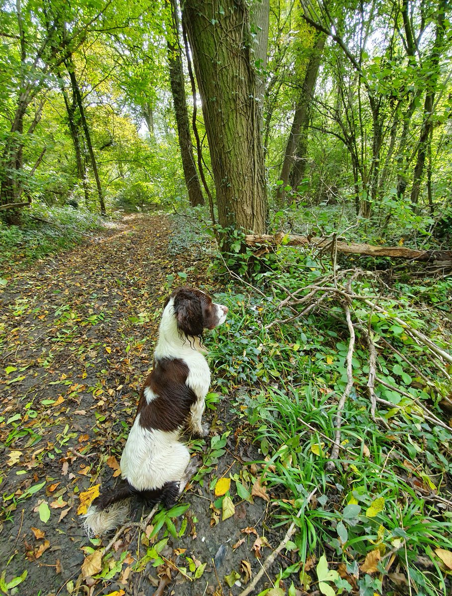 wellyfreak's tweet image. Day off during the week #spanielpicoftheday relax for a day. #minication