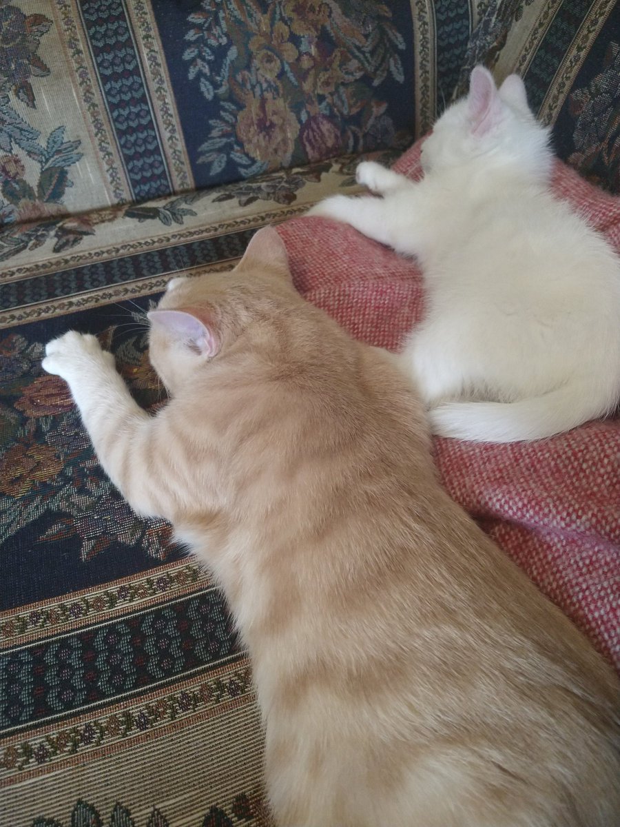 RealTweetTheCat's tweet photo. Growing is hard work! #kittensoftwitter https://t.co/bL2rOxNgwk