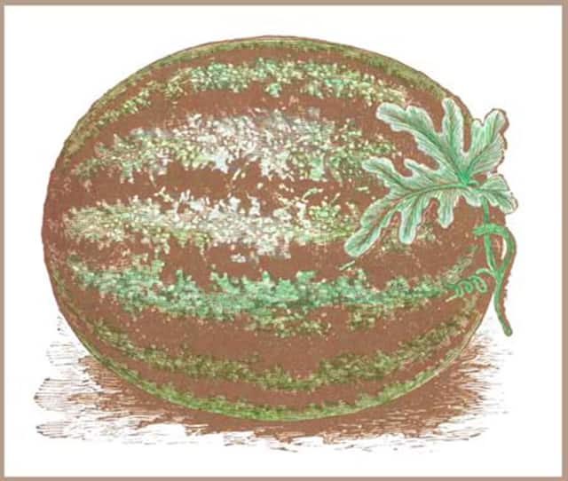 #42: Watermelon (Part 2)The ancestor of the watermelon we know today first grew in Africa, but its “prototype” was originally a bitter melon grown on savannas for its edible seeds and as a storable form of moisture. Historians place its origins in Egypt, 4000 years ago.