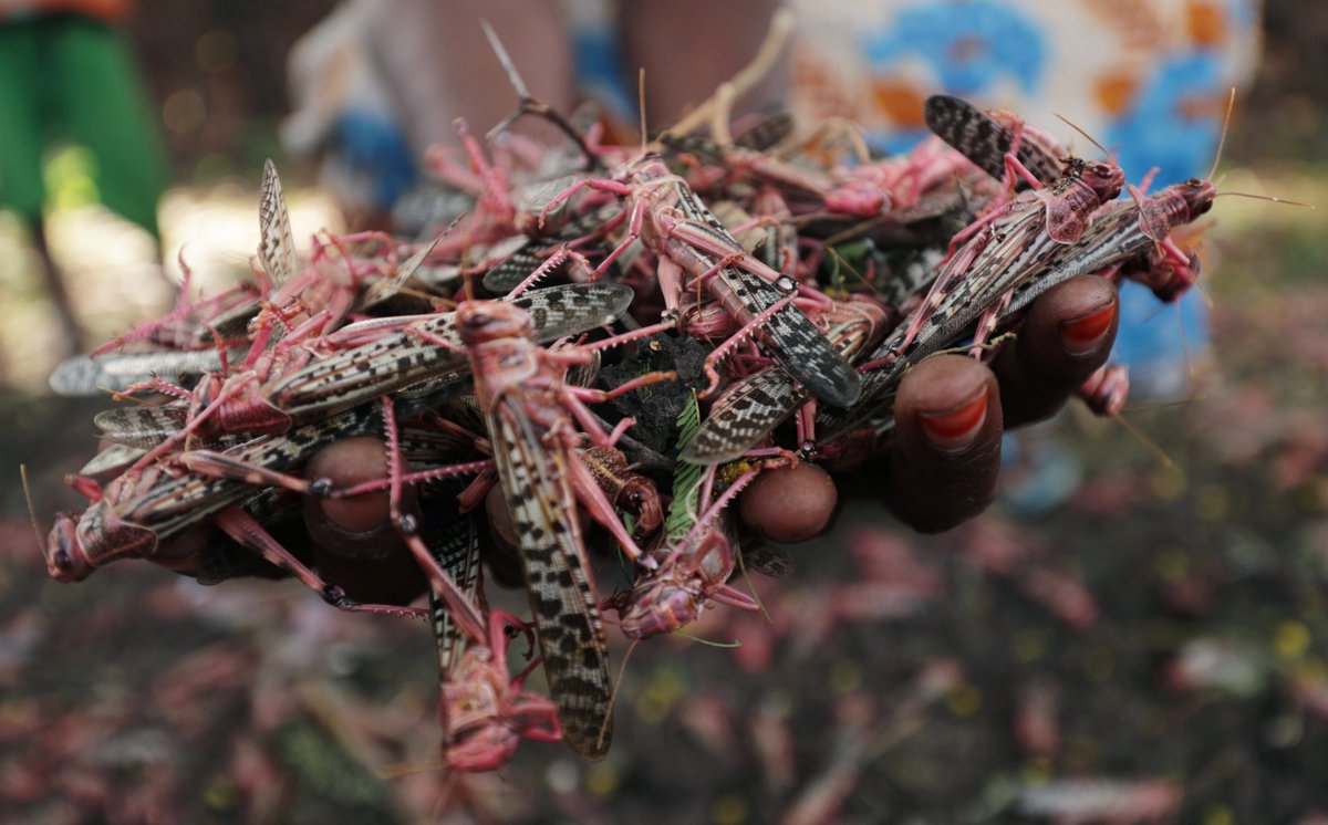 ajplus's tweet photo. Ethiopia is facing its worst locust outbreak in 25 years, says the UN. Locusts have destroyed over 1 million acres, threatening food supplies and people's livelihoods.
One woman who just gave birth says they ravaged her entire crop: "I am going to starve with my six children." https://t.co/fl8HHN0GH3
