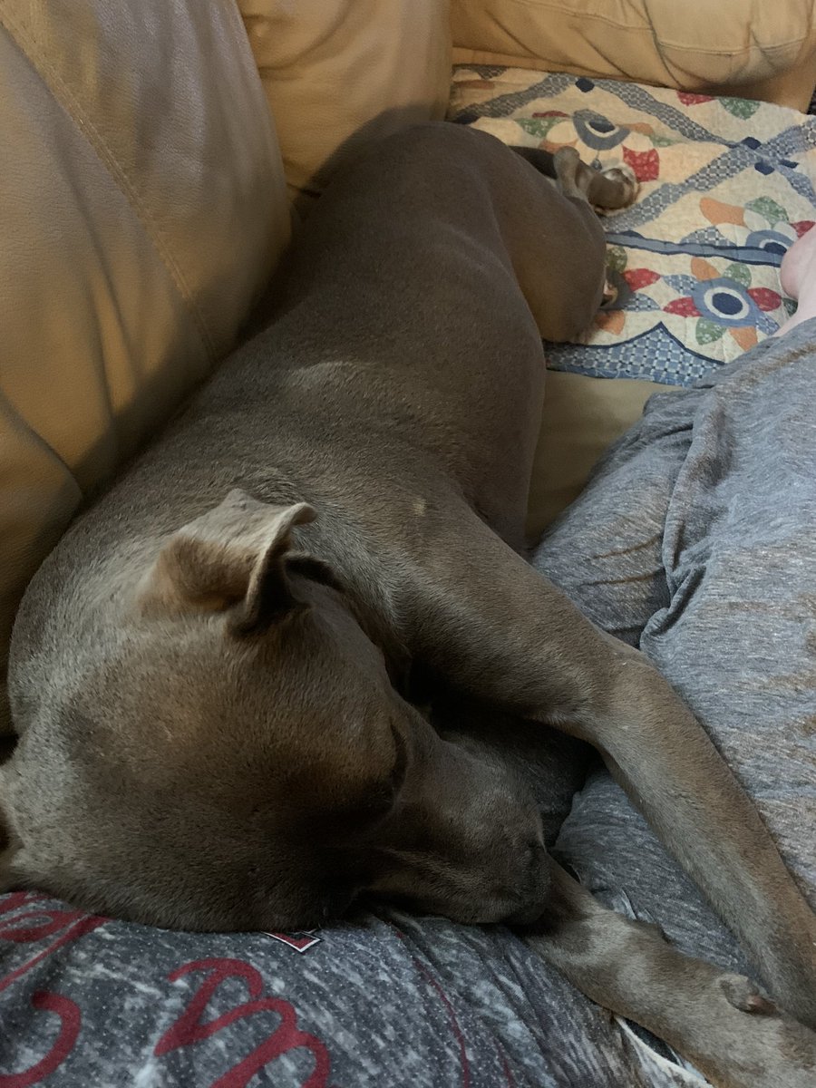 vaunery's tweet photo. Melby’s snoring softly. “Little” sweetheart. Maybe she’s tired from her walk? https://t.co/4q2y3oBq7L