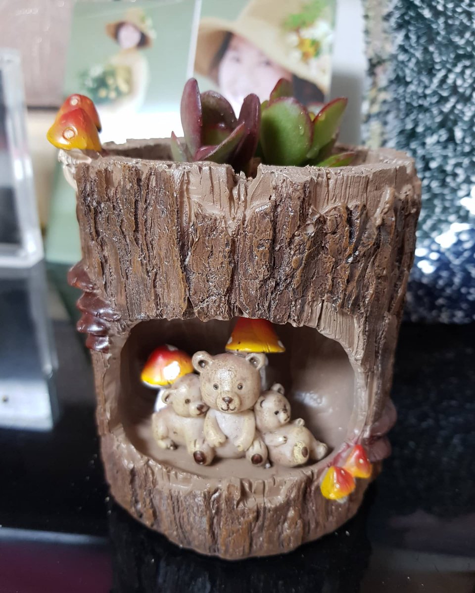 jm10141's tweet image. #다육이 #다육이키우기 #다육이화분 #취미 #취미스타그램