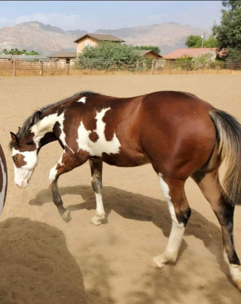 KatSanguinet's tweet photo. #apha #spooksgottagun #hollywooddunit #colt https://t.co/CXdEMq2js4