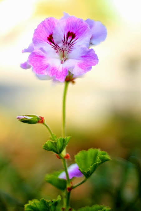 NiceFlower780 tweet picture