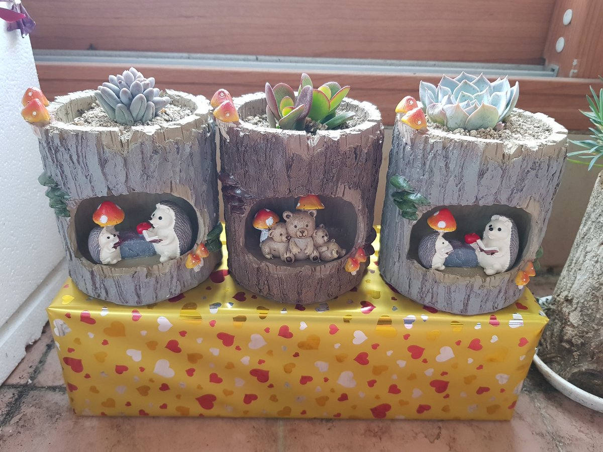 jm10141's tweet image. #다육이 #다육이키우기 #다육이화분 #취미 #취미스타그램