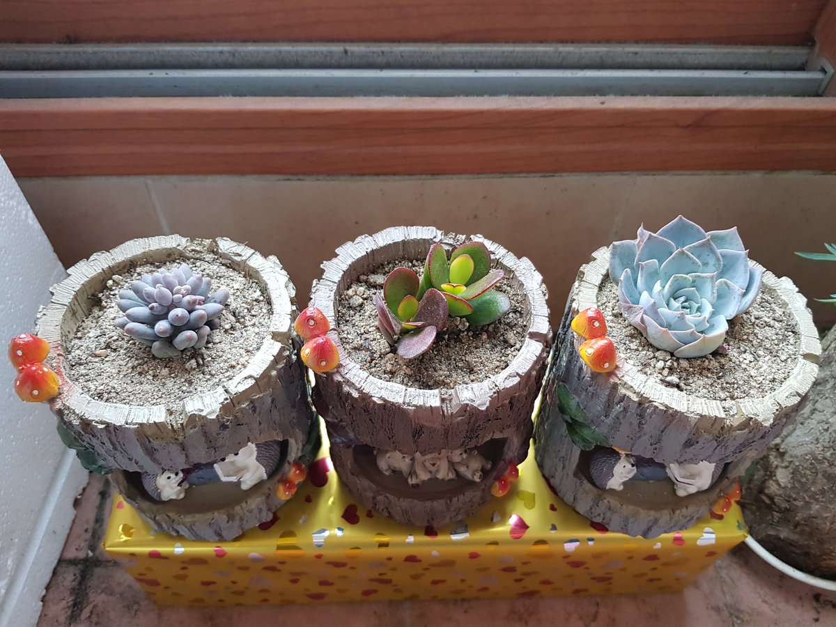 jm10141's tweet image. #다육이 #다육이키우기 #다육이화분 #취미 #취미스타그램