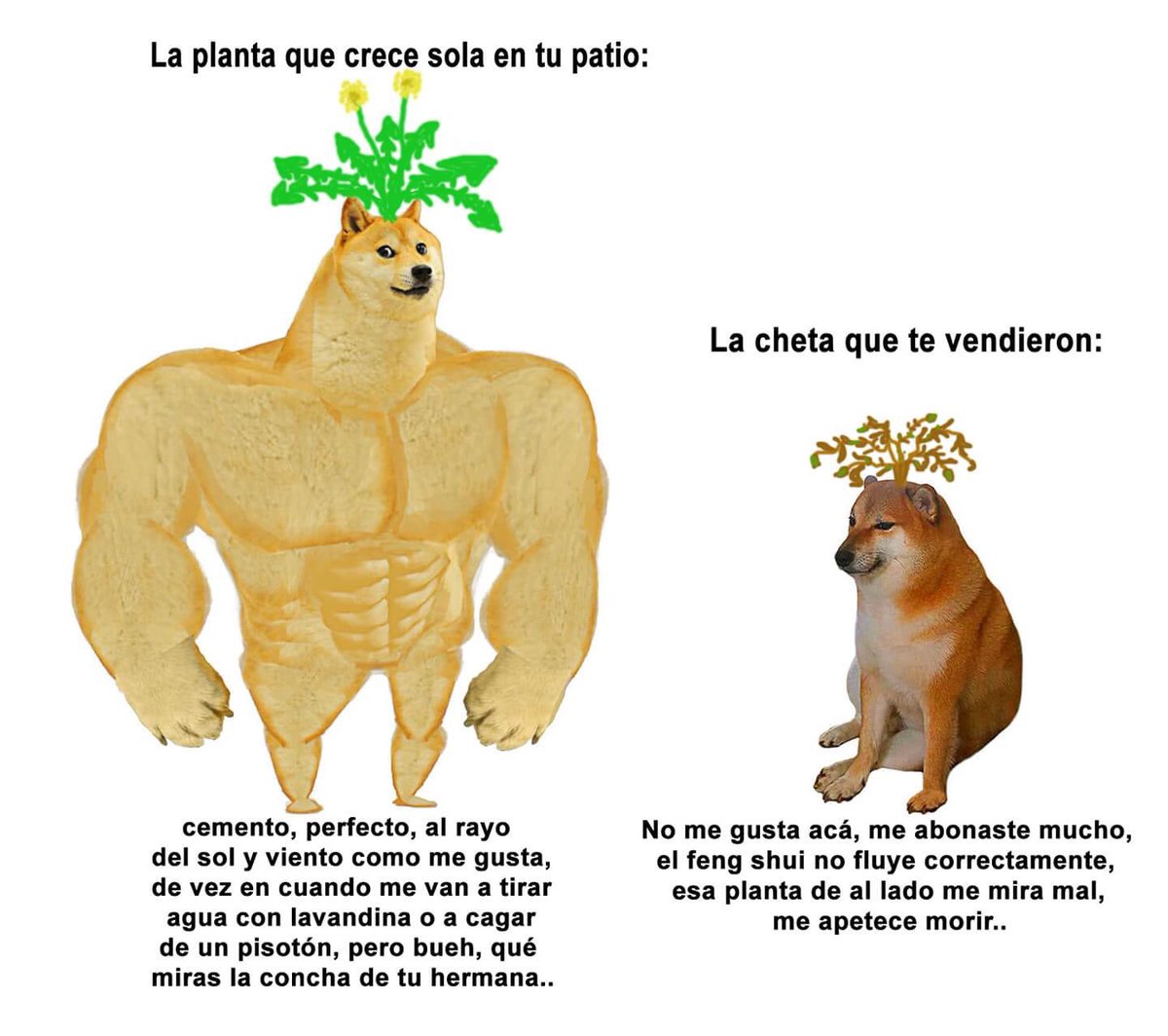 JAJAJAJAJAA no puede ser más real 😂