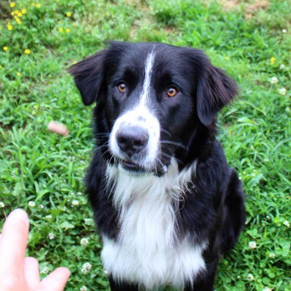 HappyHowiesInc's tweet photo. Oh boy just look at that treat π€€π
#dogscatchingtreats #dog_features #nashvilledogs #bordercollie #workfromhomedog #nashville #huckleberry #musiccitydogs #dogsdaily ( #π· @mavs_goose_huck ) #happyhowies #dogtreats #repost https://t.co/8Vh9AxBQca