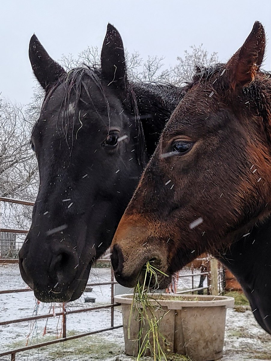 JBMEquiFarms's tweet photo. Little baby boo is not impressed.
Momma Boo I am sure is saying ... this is just the start kiddo
6 months old today 🤎
#snowy #manitoba #mbwx #manitoba #mbweather #babyboo #yogi #mommaBoo #yogiandbooboo #snow https://t.co/I0cPuPSjfh