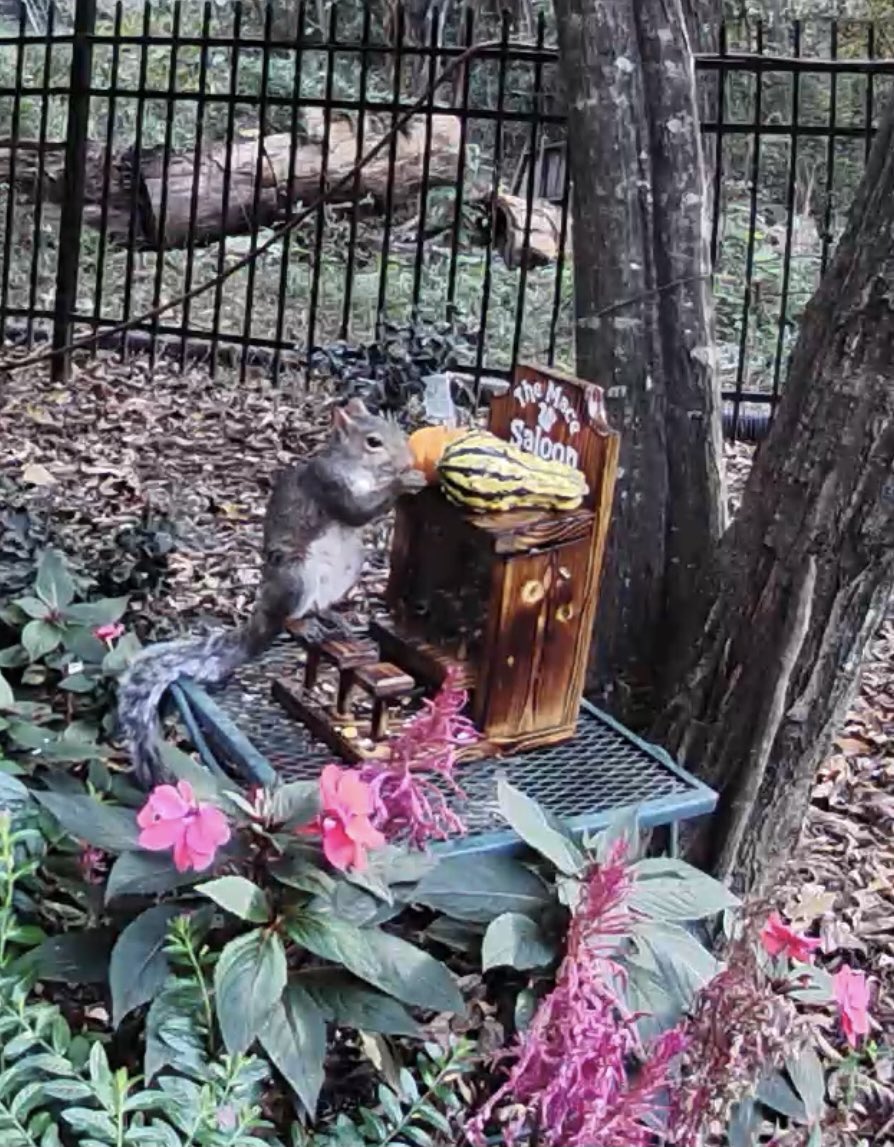 I’m at the “buy the squirrels a saloon and tiny pumpkins and set up a squirrel cam” phase of the pandemic