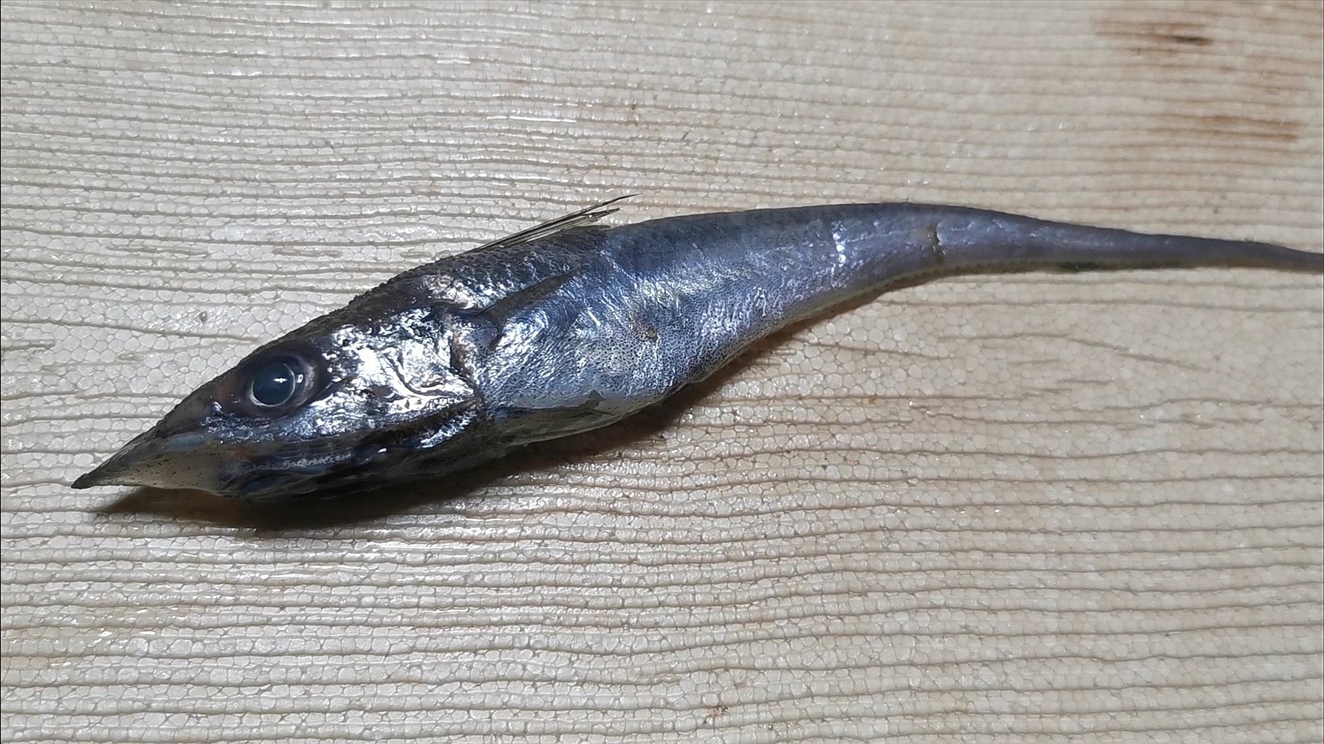 Ryuさん とれたて深海魚クイズ おはよう 今日はこちらのお魚 久々の難易度maxです 難易度 深海魚クイズ T Co Jmhanzftpc Twitter