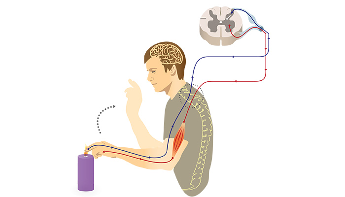 Тест нервная система органы чувств. Somatic experiencing терапия. Беспроводная динамическая сенсорная система Бдсс.