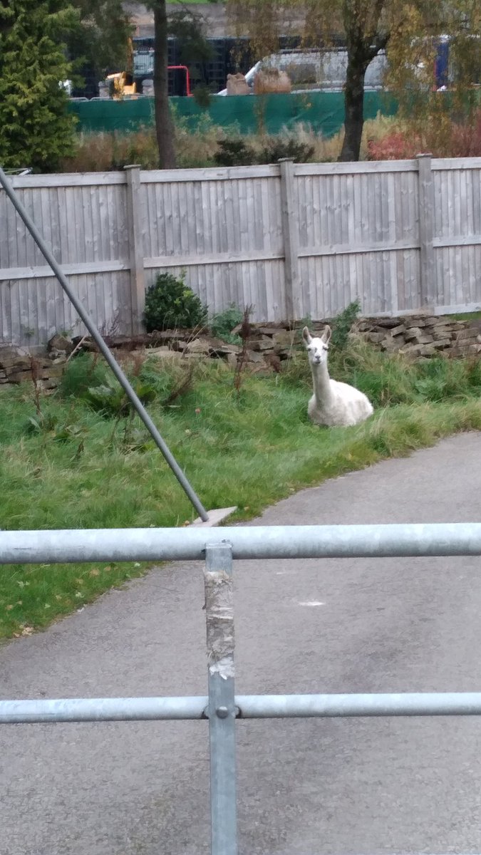 linsmf's tweet photo. Nice walk to Couch to 5k volunteer duties and we find a llama! Totally normal for Lancashire 🤪 #Lancashire #llamadrama #llama #teamtornado #twittawinterchallenge https://t.co/tAQ8sA6nfR