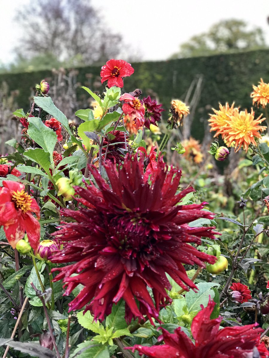 Beautiful dahlias, Houghton Hall, Norfolk. Spectacular gardens.
