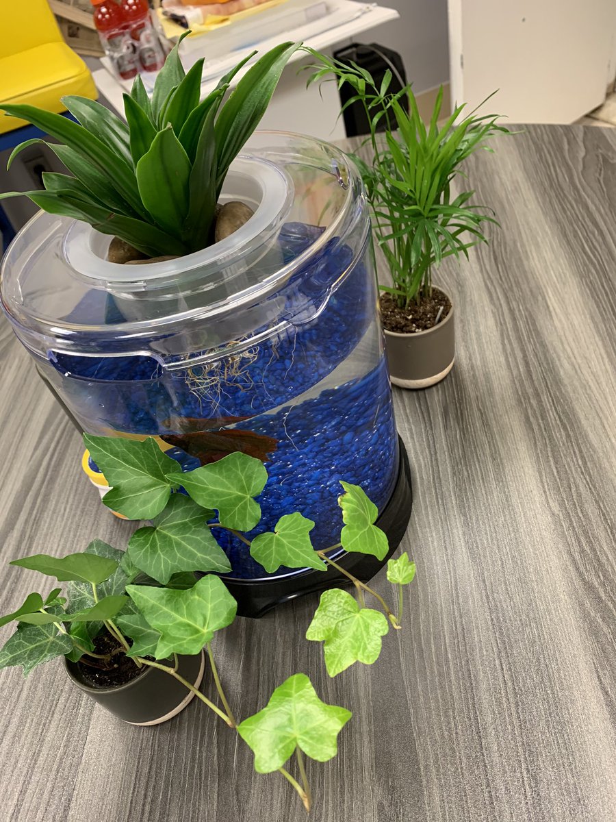 When self care involves plants and fish in the office. #njed #adultsel