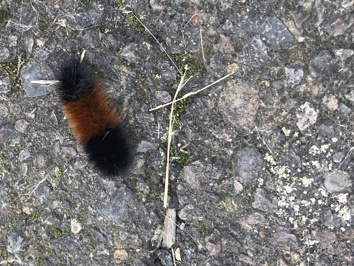 ruthiejohnstone's tweet photo. do these lil furry dudes turn into butterfly’s? asking for a friend? #Caterpillar ? #furryworm ? #meetmynewfriend https://t.co/H8waF7oxdB