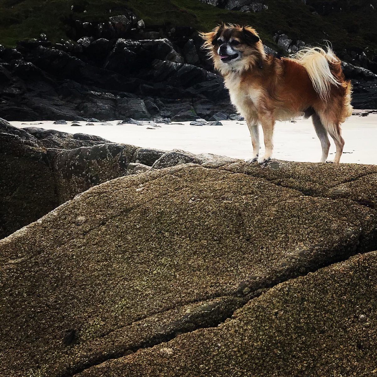 AndrewCritchett's tweet photo. *sighs in dog*
#dogsonholiday #nc500throwback #nc500 #northcoast500 #scotland #vanlife #inavanwithaverylooseplan #roadtrip #ontheroad #headspace #lifesbetterbythesea #wildcamping #ifeverybodyhadanocean #bluemind #keepyourdistance https://t.co/Gjjut2yNla