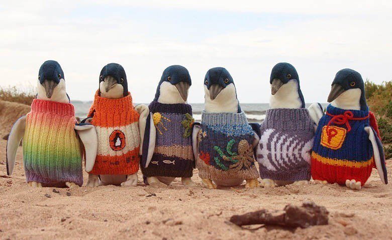 bati_acl's tweet photo. l’homme le plus âgé d'Australie tricote des pulls pour les pingouins blessés 😭 https://t.co/yZ5pHCh5bt