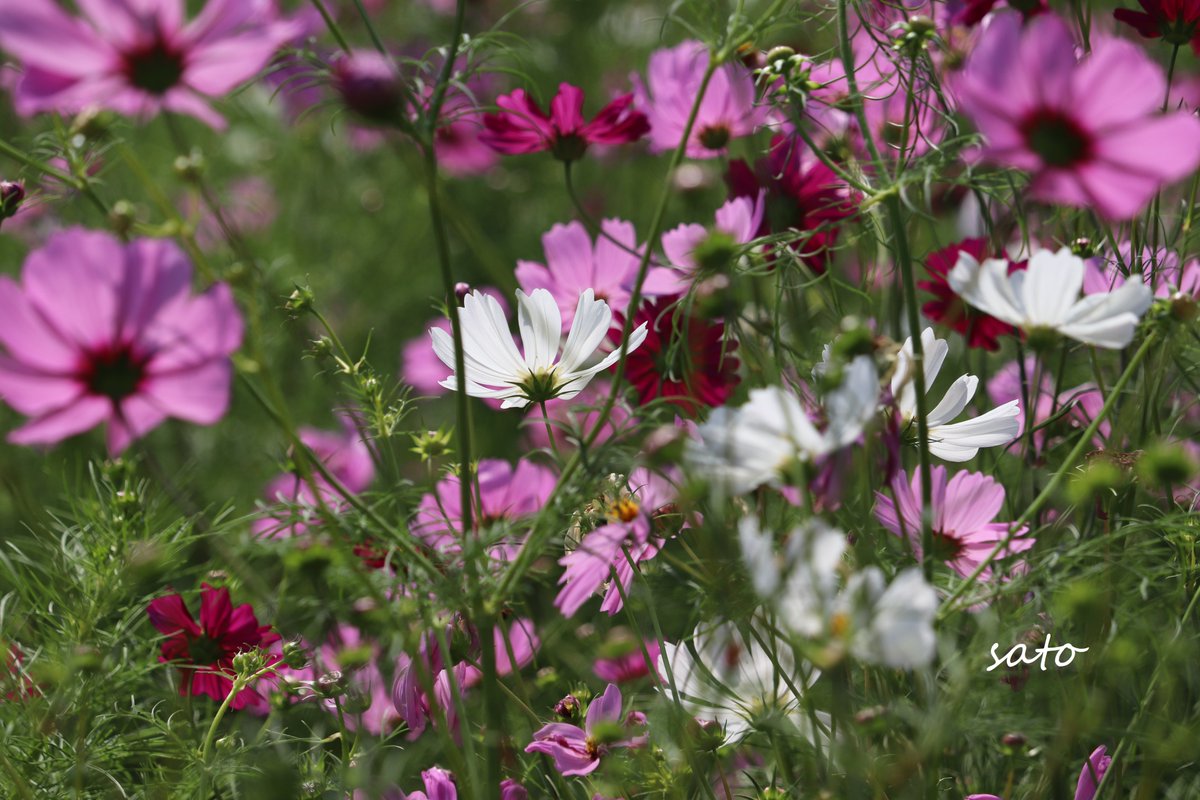satophoto_me's tweet photo. コスモス
まだまだ咲きます❣

#写真好きな人と繋がりたい 
#写真で伝える私の世界 
#写真撮ってる人と繫がりたい 
#コスモス畑 
#秋桜 https://t.co/gWqoUZTw0K