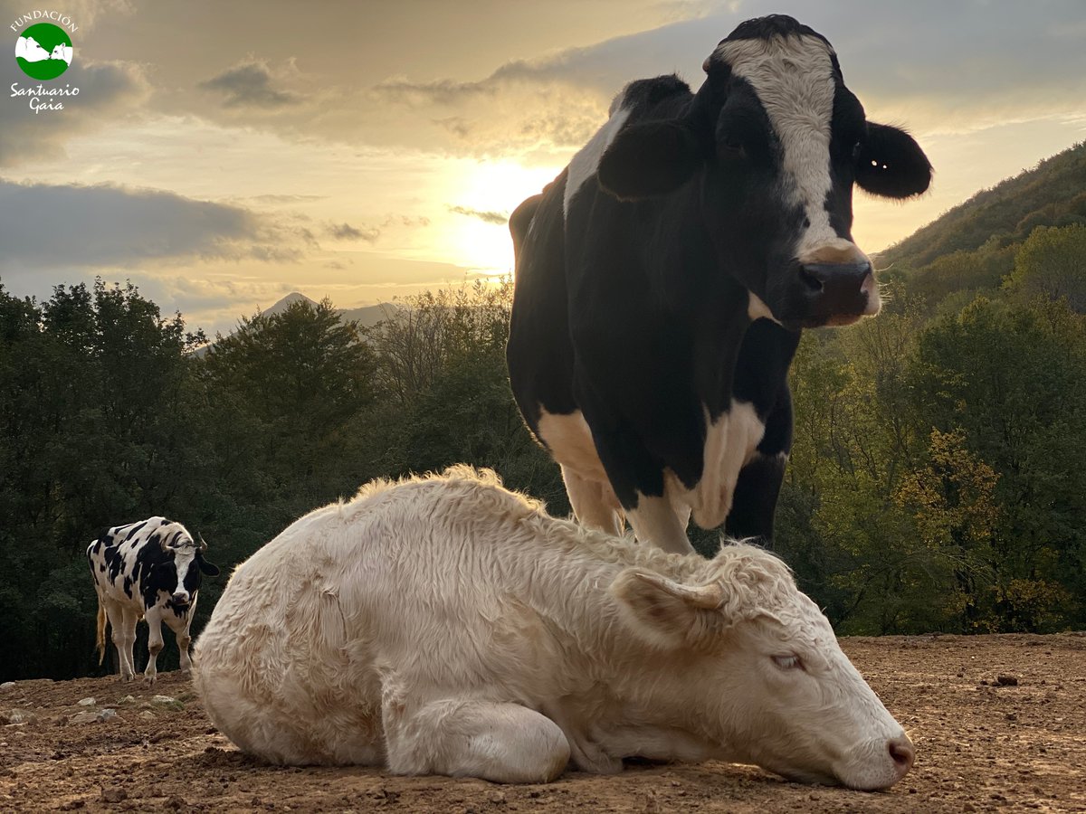 FSantuarioGaia's tweet photo. Cada mañana, mientras Valentí descansa, Izadi está siempre alerta y protegiendo a su hijo adoptivo.

Tras 12 años sufriendo el robo de sus hijos, este era el mejor regalo que podría recibir Izadi❤️

🎥Rescate de Izadi: https://t.co/QicdOPTNC9

https://t.co/YZ4z7sd4QT https://t.co/zC641iVeGD