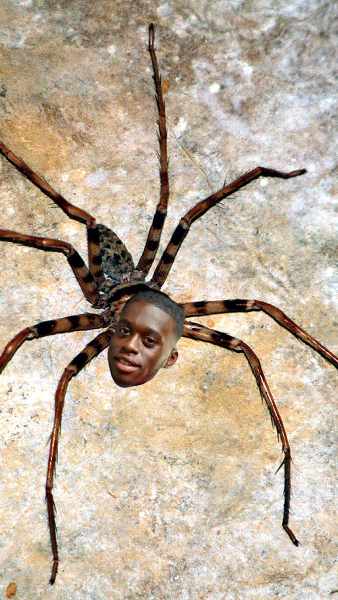 felsbo's tweet photo. Spindeln i nätet @awbissaka #jinxtaggatomatskivan https://t.co/gPfbTnyhOI