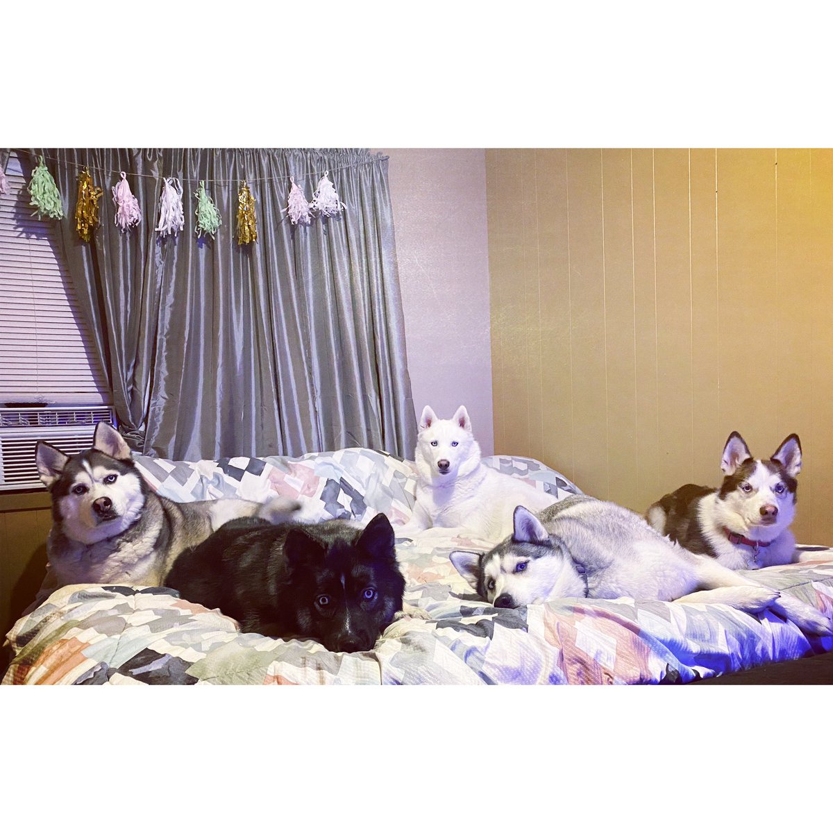texashuskymom's tweet photo. I’d be lost without my babies. 🖤 https://t.co/CcI66unhpW