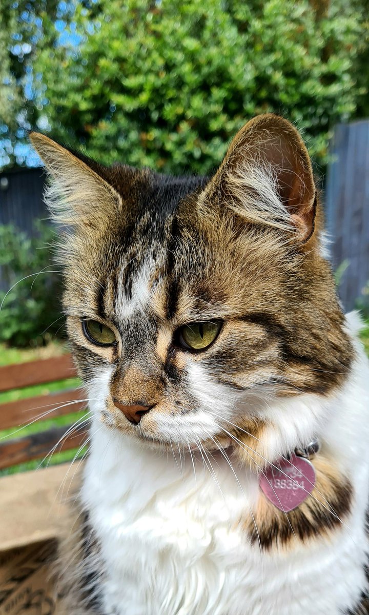 It's been a strange few days, self isolating has begun but Miss Mini is here to keep me company. Can't wait to be back in School House... Christmas 🎄  can't get here quick enough. Missing you all!