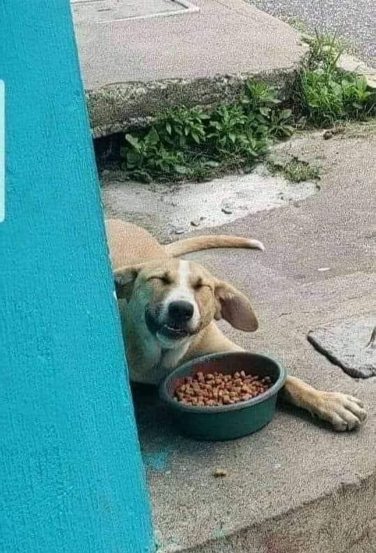 Seja gentil com os doguinhos da rua ❤️ https://t.co/FVfnXcgR0e