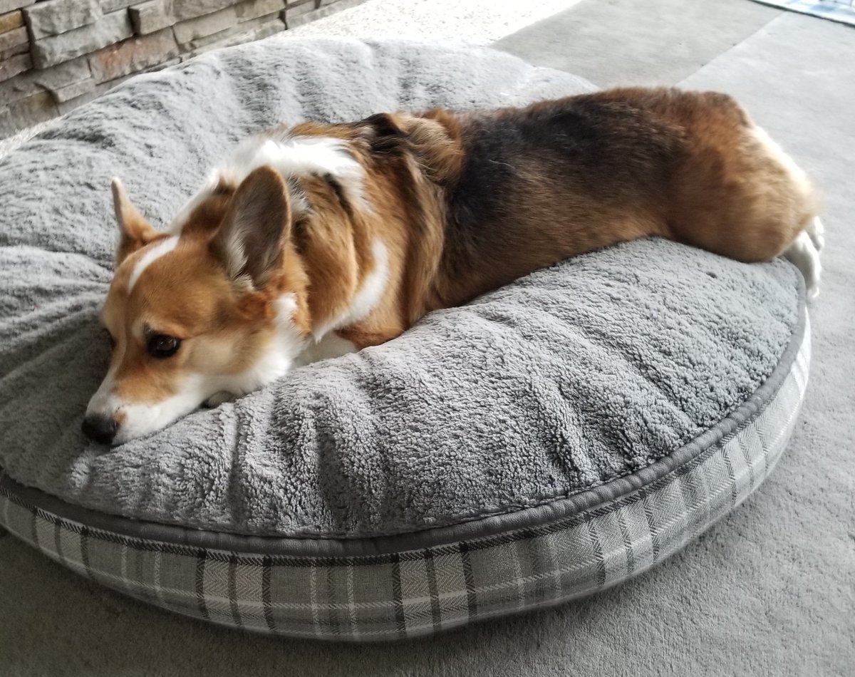 Tank_the_Corgi tweet media