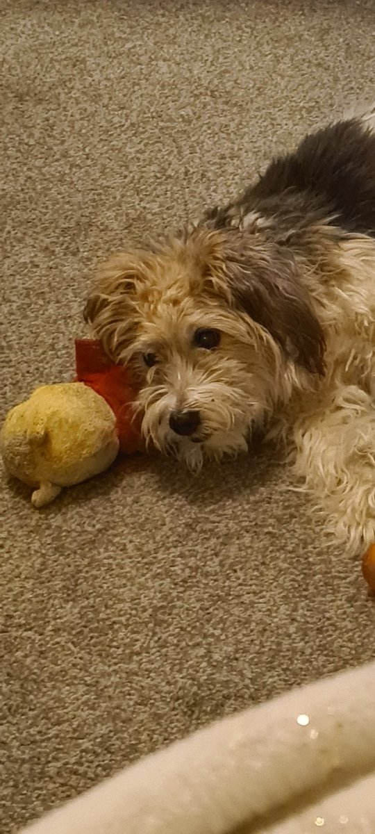 JJ has had this Pooh Bear since he was a puppy (he's 15 now). As you can see he still loves him ❤ 🐾🐕🐾❤ #dogs #dogsoftwitter #mansbestfriend #ParsonRussellTerrier