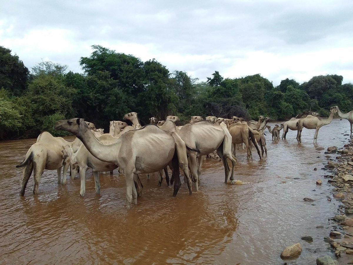 Camels drinking a water at Dawa River Somali,  #Ethopia