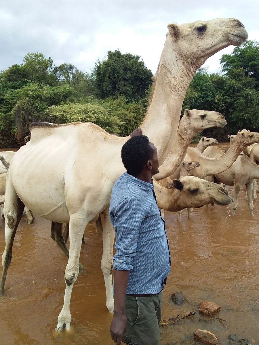 Camels drinking a water at Dawa River Somali,  #Ethopia