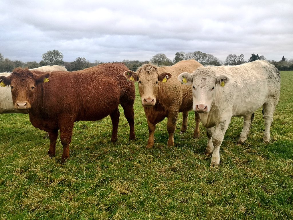 CiaranLen's tweet image. Eight surplus suckler heifers for sale. Genotyped 4/5 star. All vaccinations ✔️. In-calf to easy AA, due spring &apos;21. All by @progressivegen AI sires (SI, CH, LM, SA). Bred on-farm out of AI-bred cows. Calving at 2yo #SlideIntoMyDms