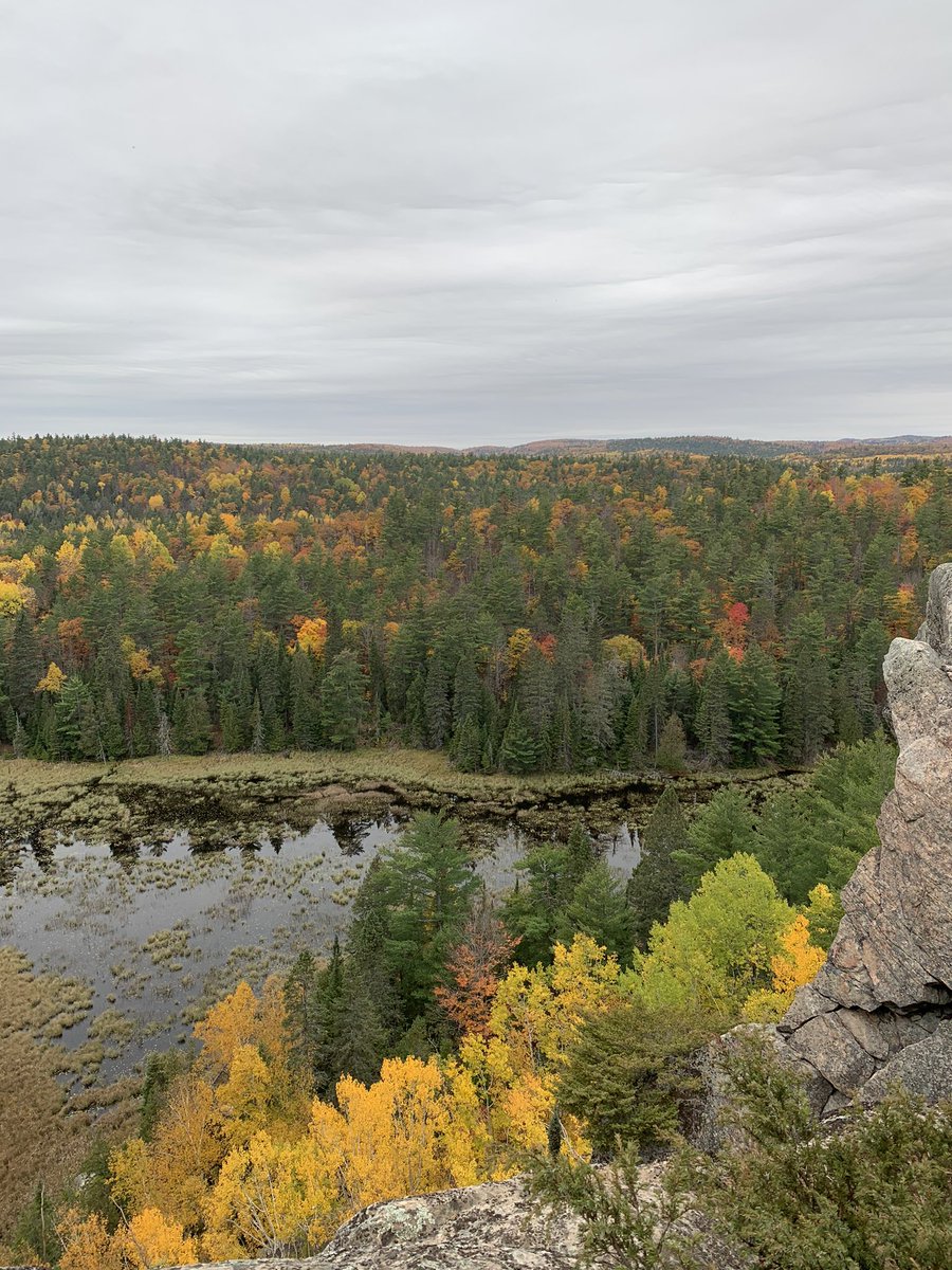 In other news, a couple took their pet piggy on a walk to see the pretty fall colours