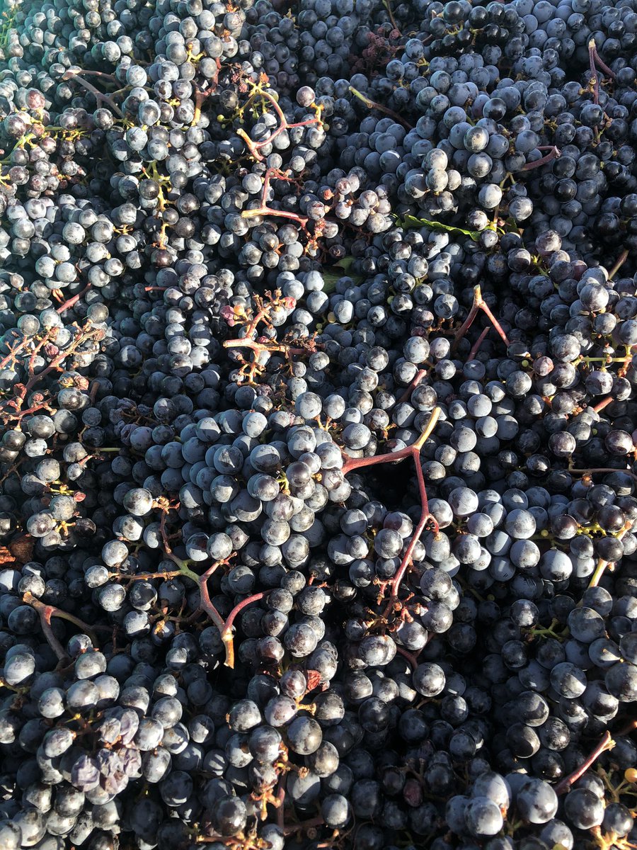 Our hand picked Estate Cab Franc  is looking 👌 Reds are going to be unreal!