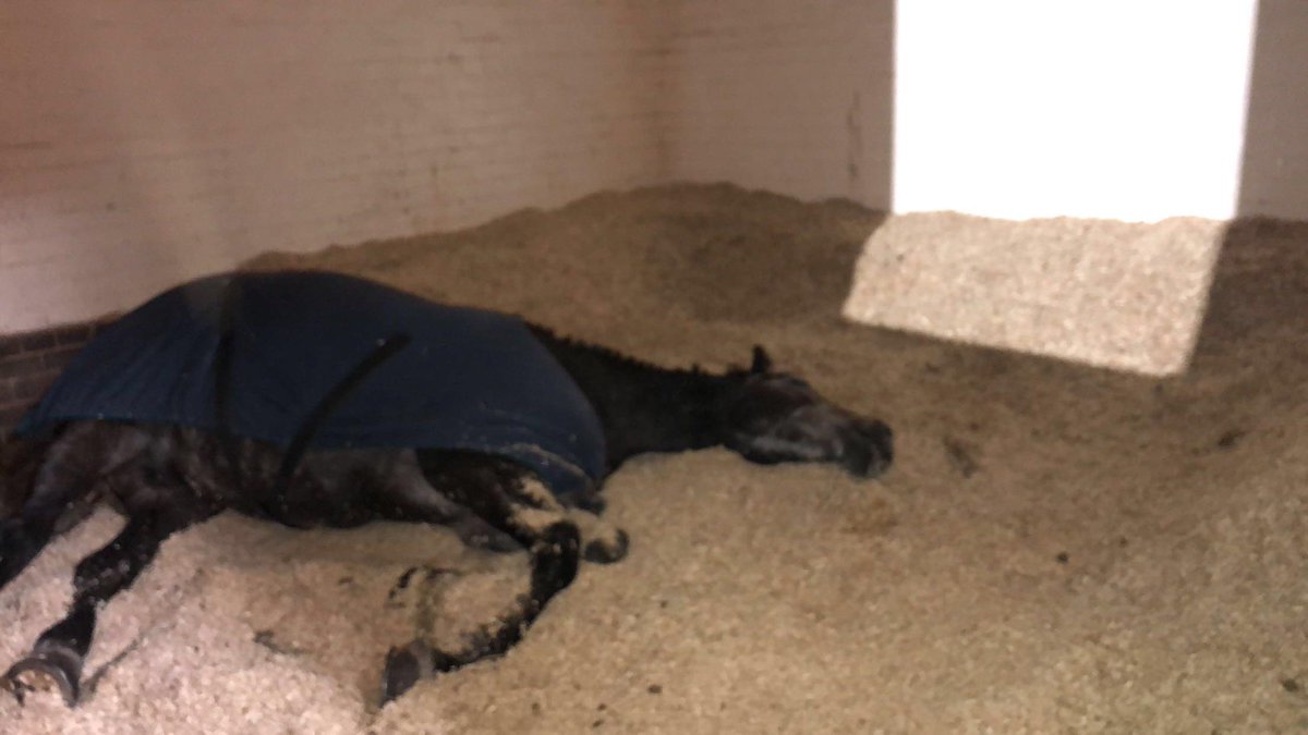 When you misjudge the landing but can’t be bothered to get out of bed and reposition yourself! #StandTall #NotStandingAtAll #PHChunky #LazyBoy #DoesNotLookComfy