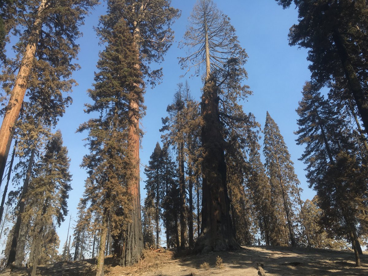 BilodeauCarina's tweet image. Mountain Home Demonstration State Forest Oct 2020.  #CastleFire Some areas: likely 100% mortality. Other areas that had previous Rx burn + thin treatments: far lower mortality and #goodfire! Saw several torched old growth, but saw many more live ones! Plus so many sequoia seeds!