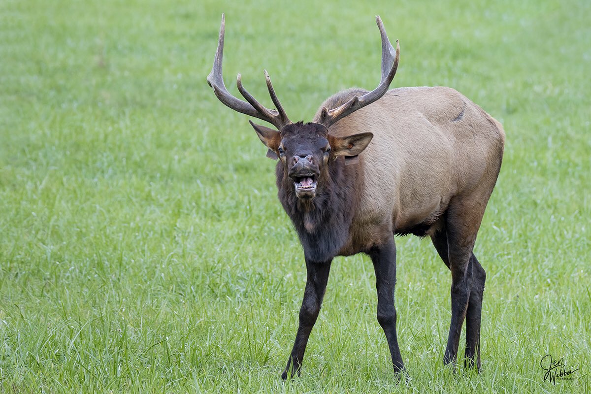 Jenwebber33's tweet image. The boogie woogie bugling boy of company B...#bullelk #bugling #imajenationphotos #thegreatsmokymountainNP @ThePhotoHour @CherokeeNC @VisitNC
