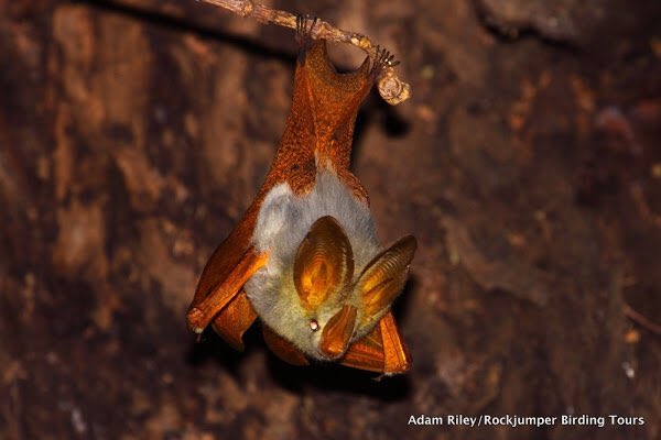 Last but by no means least in our false-vampire poll is the yellow-winged bat, Lavia frons!