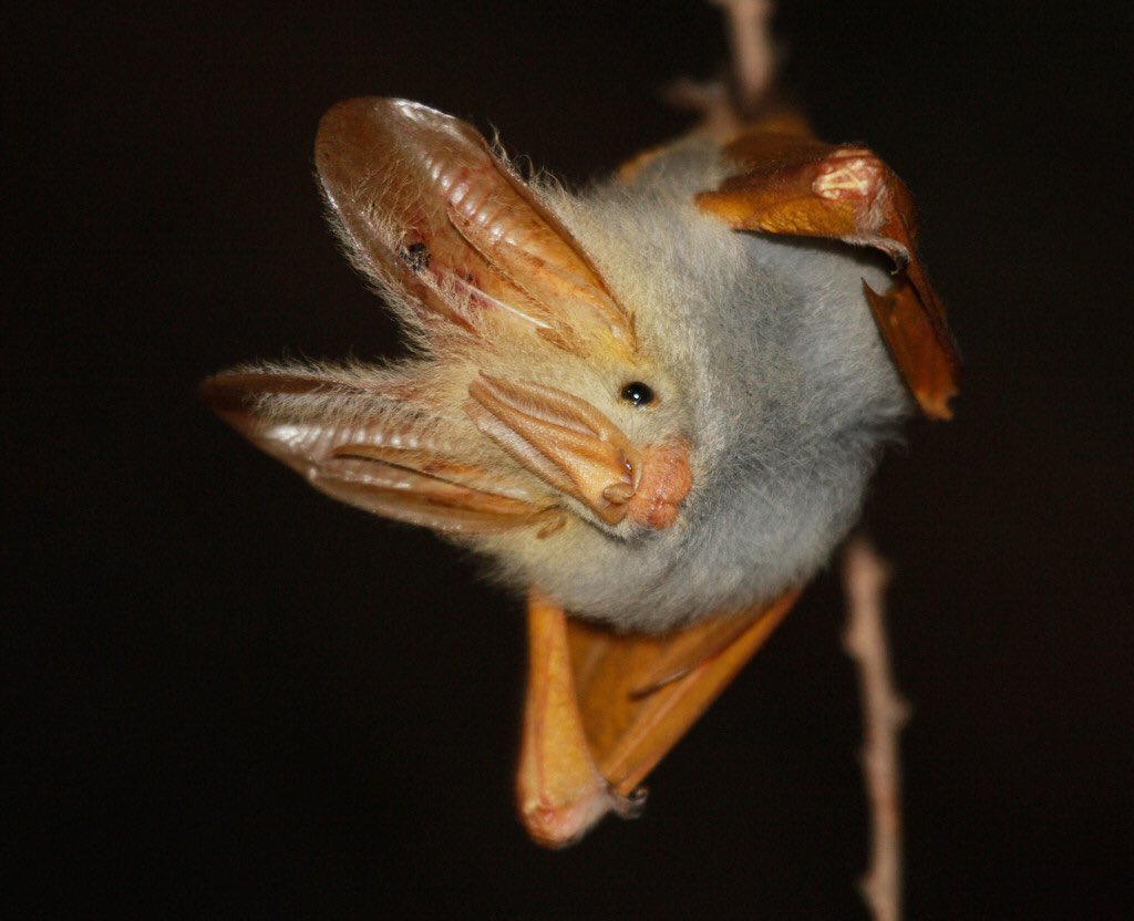 Last but by no means least in our false-vampire poll is the yellow-winged bat, Lavia frons!