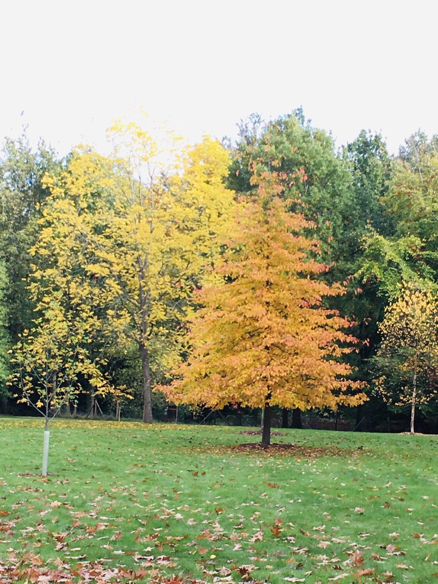 HowellsGb's tweet image. Wonderful colours in the autumn sunshine