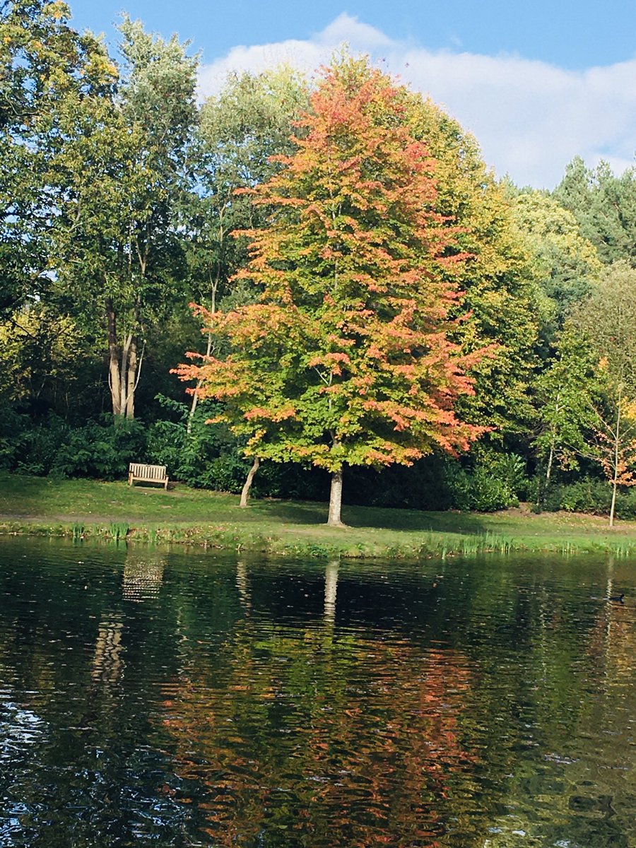 HowellsGb's tweet image. Wonderful colours in the autumn sunshine