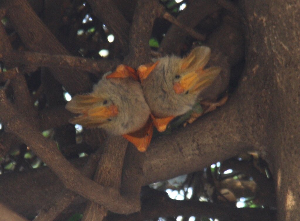 In the morning and evening though, they often cuddle and vocalize together and are said to be never be more than a meter apart during that time