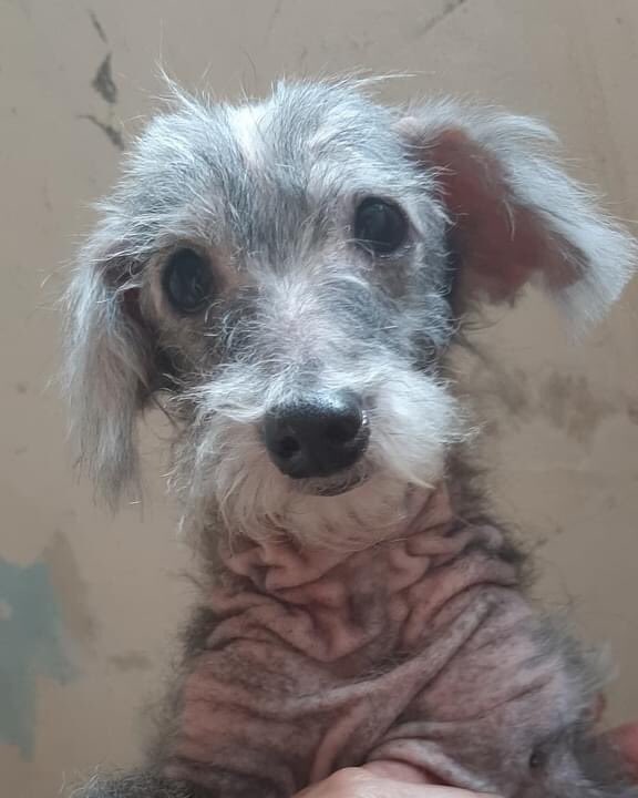 elbassetjavier's tweet photo. Esta bella niña la dejaron abandonada con todo y vestido.
Tiene un tumor mamario y problemas de piel, necesita de tu ayuda para poder recuperarse.

Información en la imagen 

#Caracas https://t.co/K5Rf6M51NA